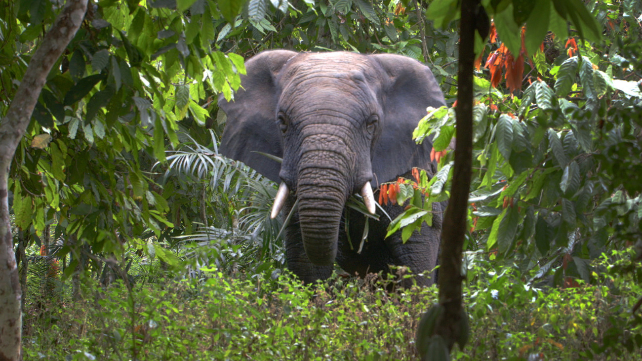 Ein großer Elefant mit kurzen Stoßzähnen inmitten dichter Sträucher und Bäume.