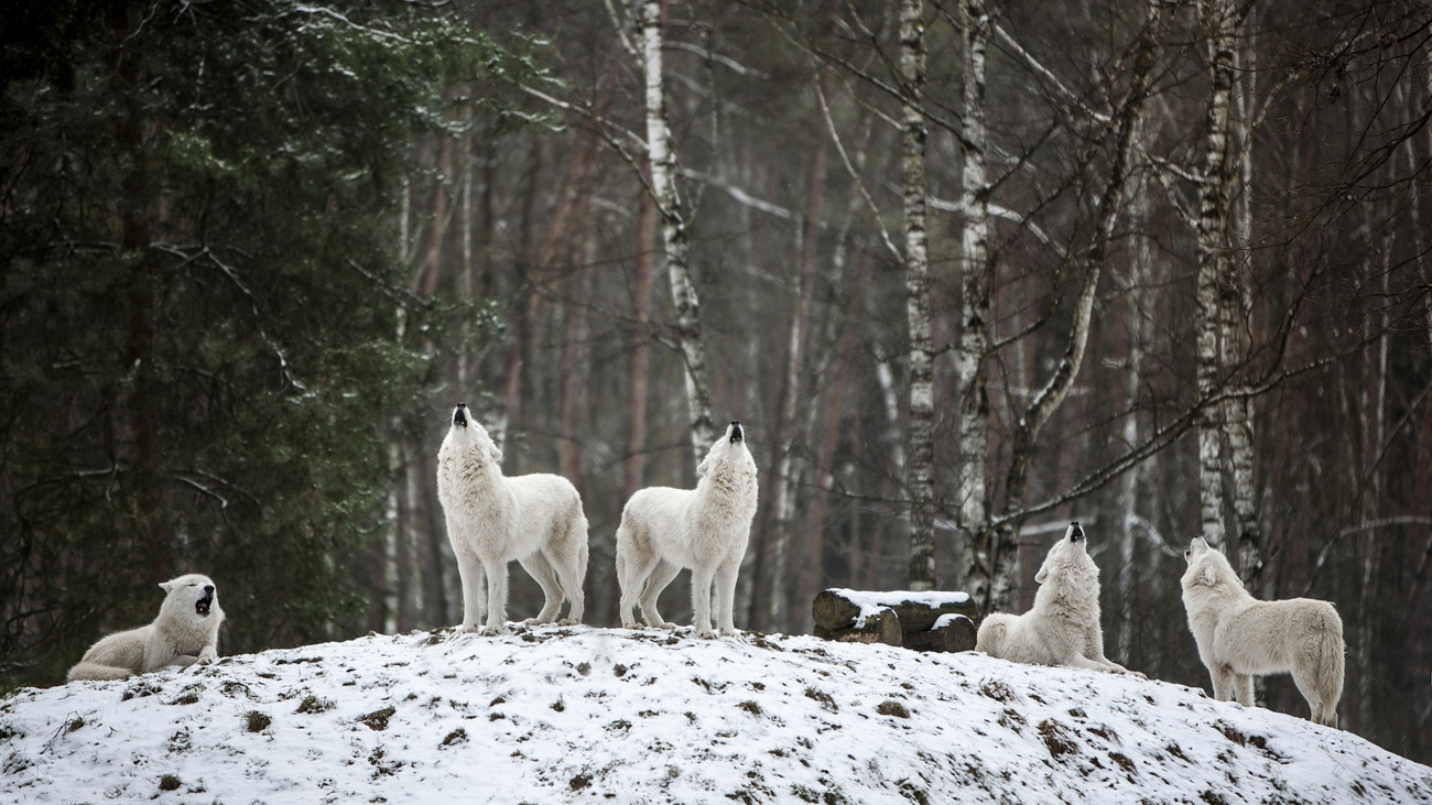 A pack of howling arctic wolves.