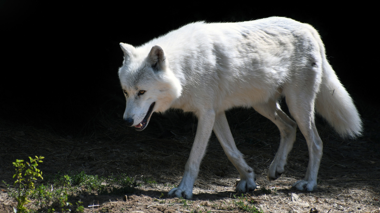 A lone arctic wolf.