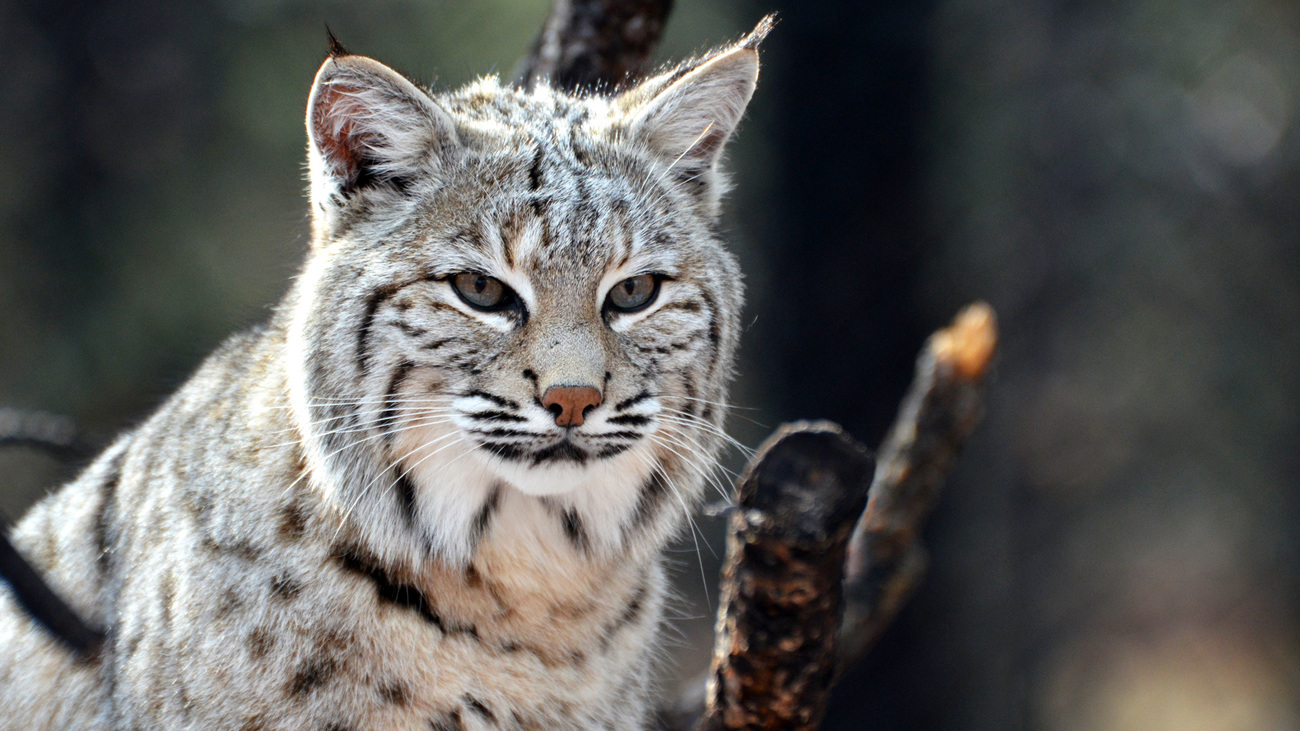 Canadese lynx.