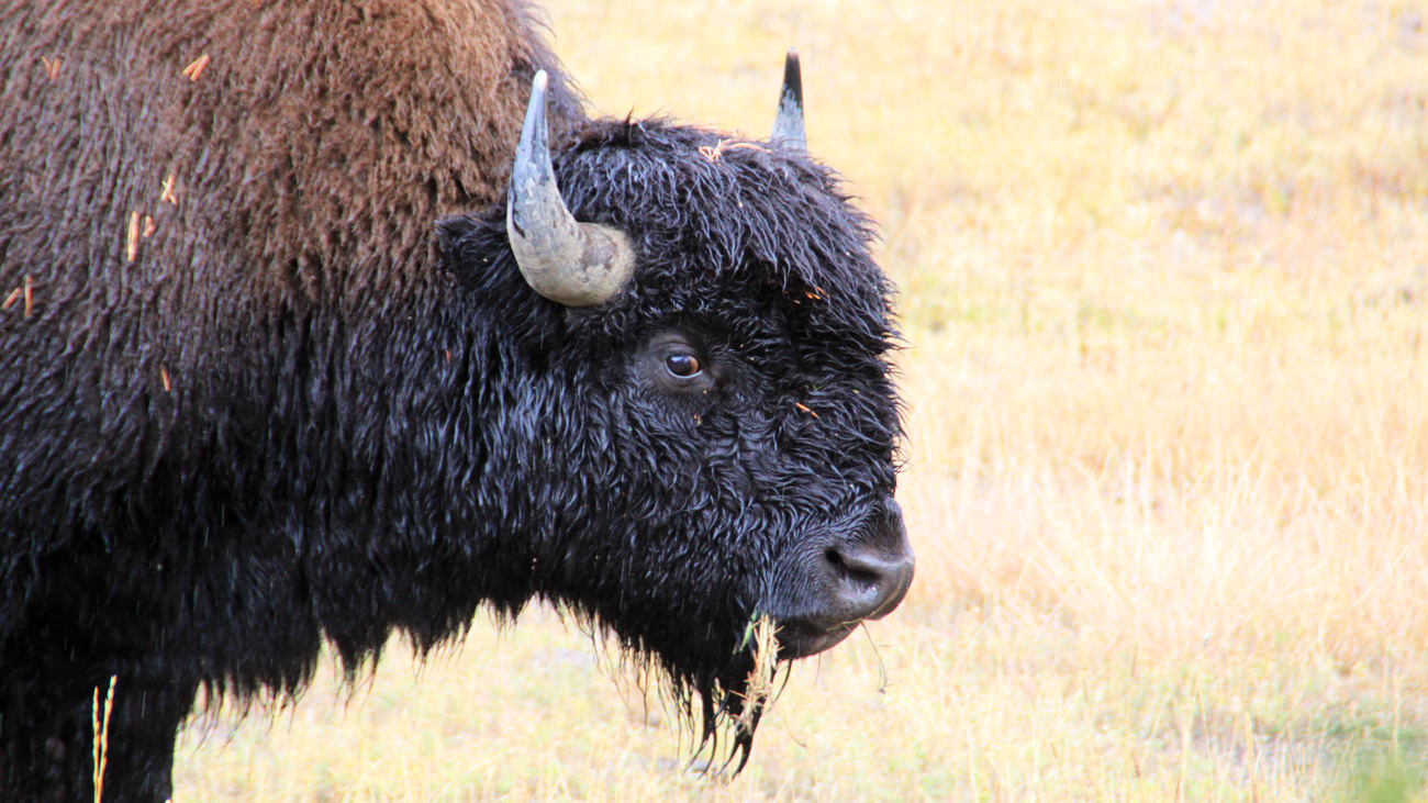 Een bizon graast in Yellowstone National Park, Wyoming, Verenigde Staten.