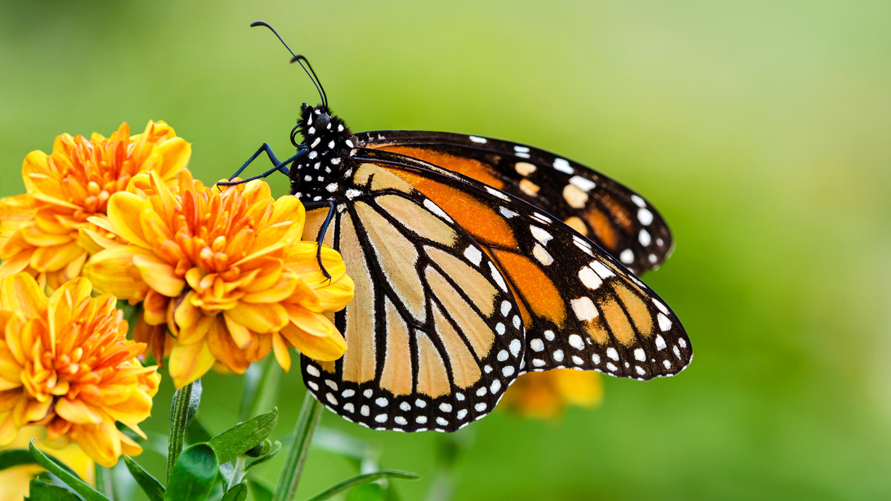 Monarch butterfly on orange garden flowers during autumn migration.