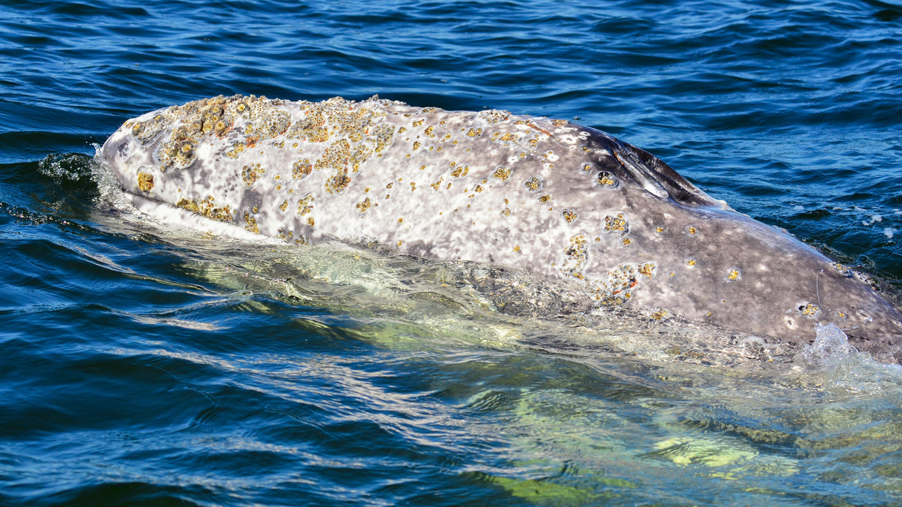 A grey whale surfacing.