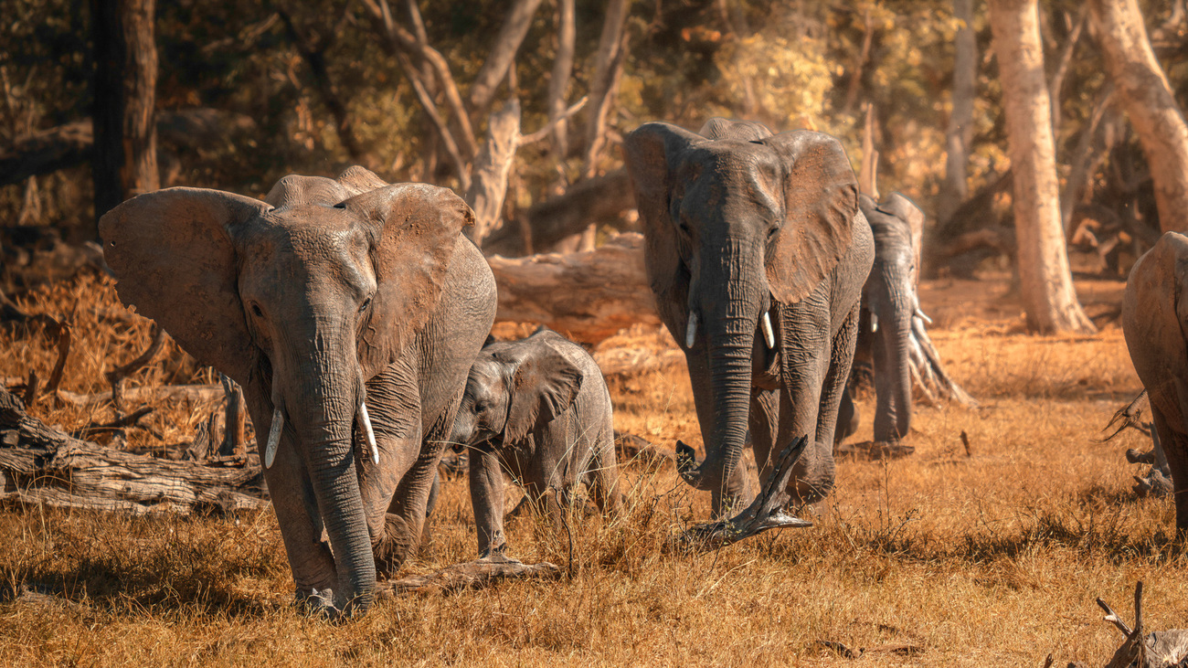 Elephants in Hwange National Park, Zimbabwe.