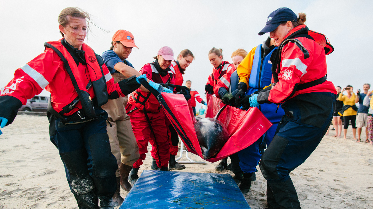 Jane Hoppe (left) and Katie Moore (right), with a team of MMRR responders, prepare to release a stranded Atlantic white-sided dolphin.