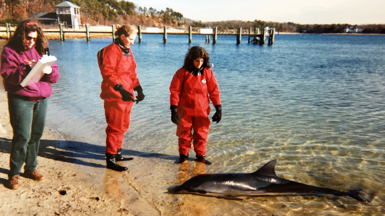 The Cape Cod Stranding Network (CCSN) assesses a striped dolphin stranded in Cotuit Bay on 20 January 1999.