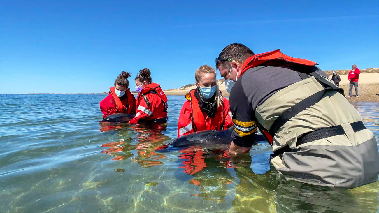 IFAW MMRR responders prepare to release two stranded harbor porpoises back to the wild.