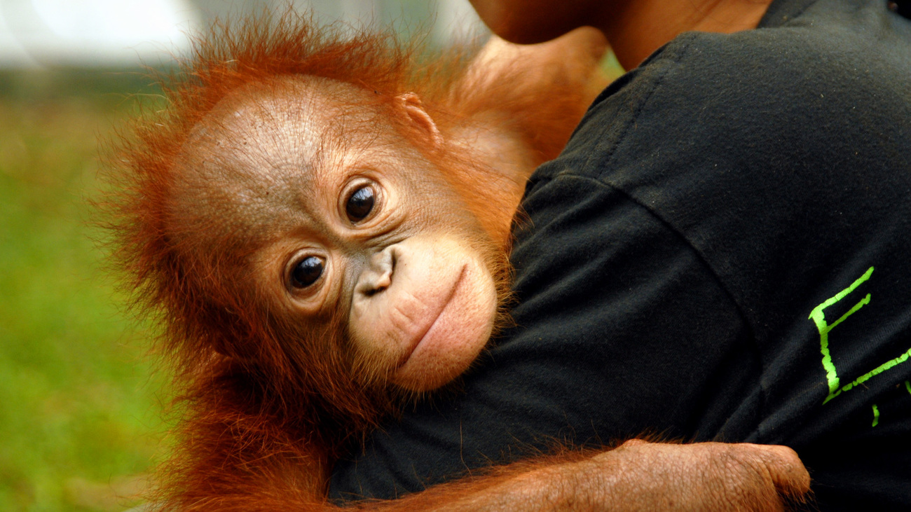 Rescued baby orangutan takes first steps toward rehabilitation