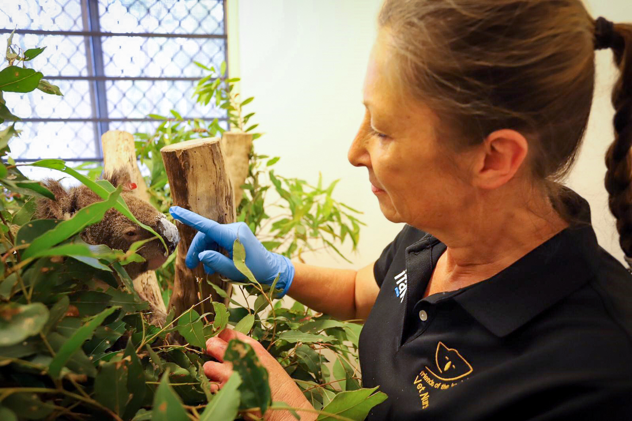 Vet nurse Marley Christian applies a cream on Kajika's nose to treat his burn injuries at the Friends of the Koala facility after unprecedented bushfires, New South Wales, Australia.