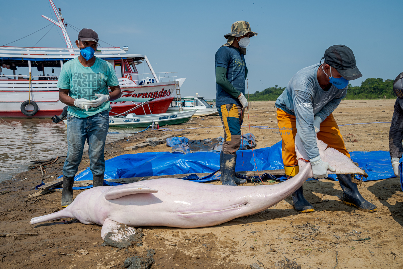 The Mamiraua Institute for Sustainable Development team responds to a mass dolphin mortality event in Lake Tefé, Amazonas, Brazil.