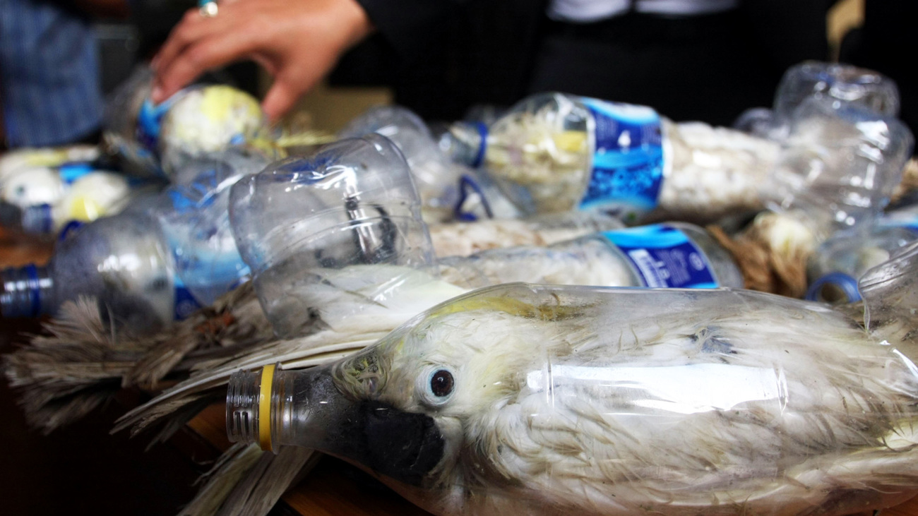 Yellow-crested cockatoo inserted in empty water bottles for illegal trade are shown by police officials at Port of Tanjung Perak on May 4, 2015 in Surabaya, Indonesia.