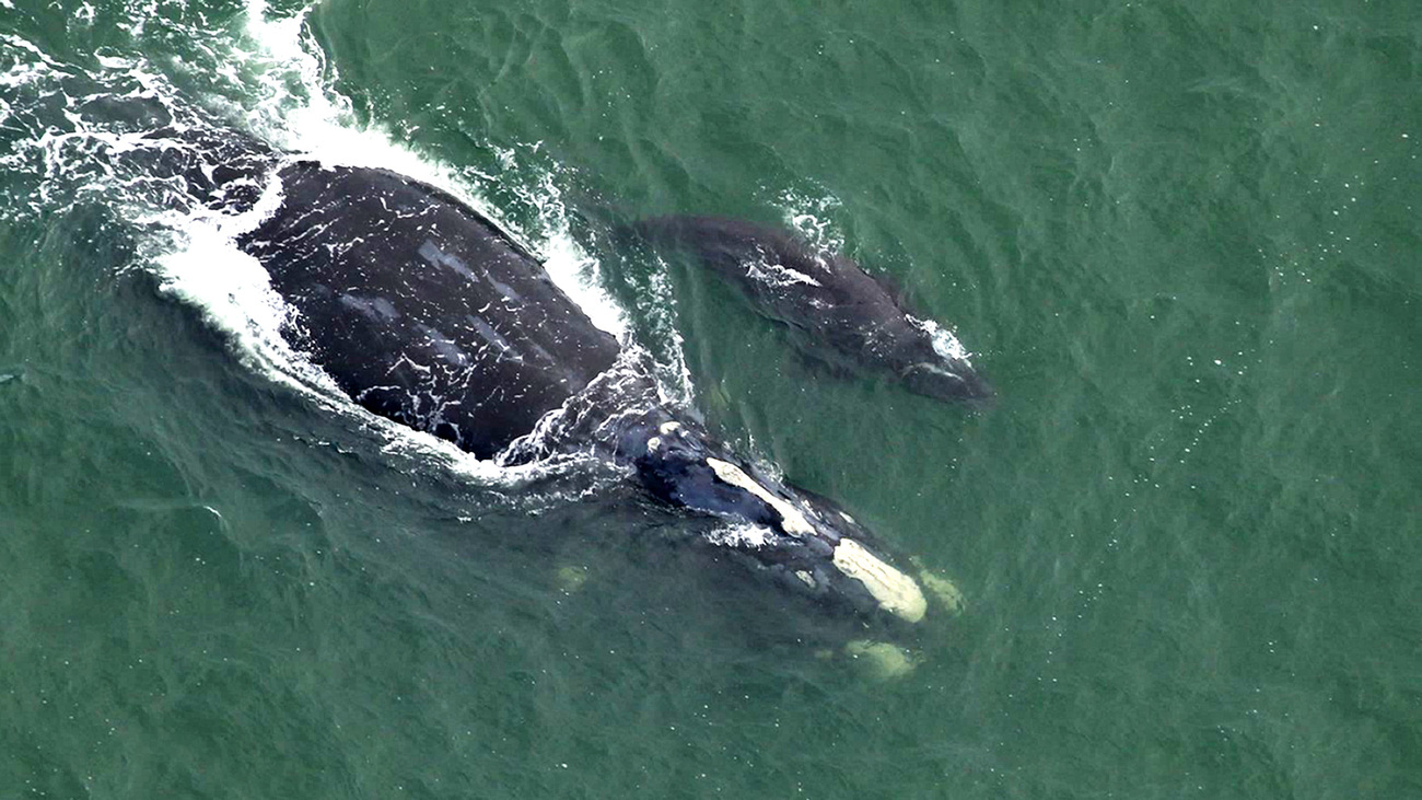 Catalog #1612, ‘Juno’ and calf were sighted near the entrance to Winyah Bay in South Carolina on November 28, 2023—Catalog #1612 is at least 38 years old, and this is her 8th calf.