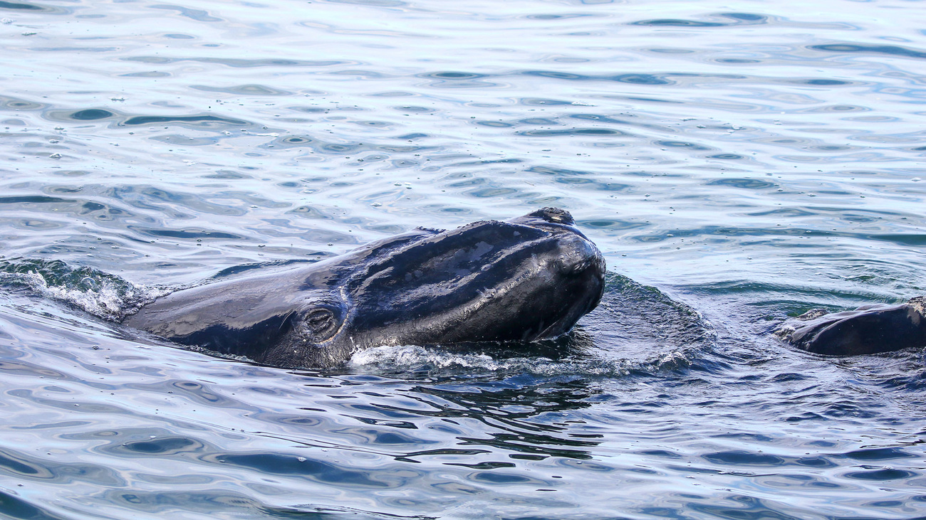 Close-up of the calf of North Atlantic right whale Catalog #3450 swimming with head above water.