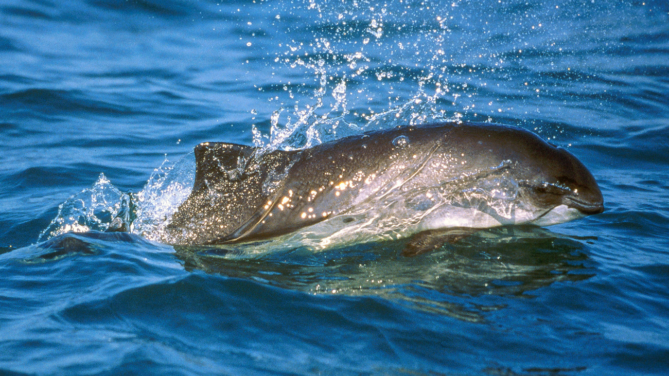 A harbor porpoise spotted just off the Grand Manan Island in the Bay of Fundy, Canada.