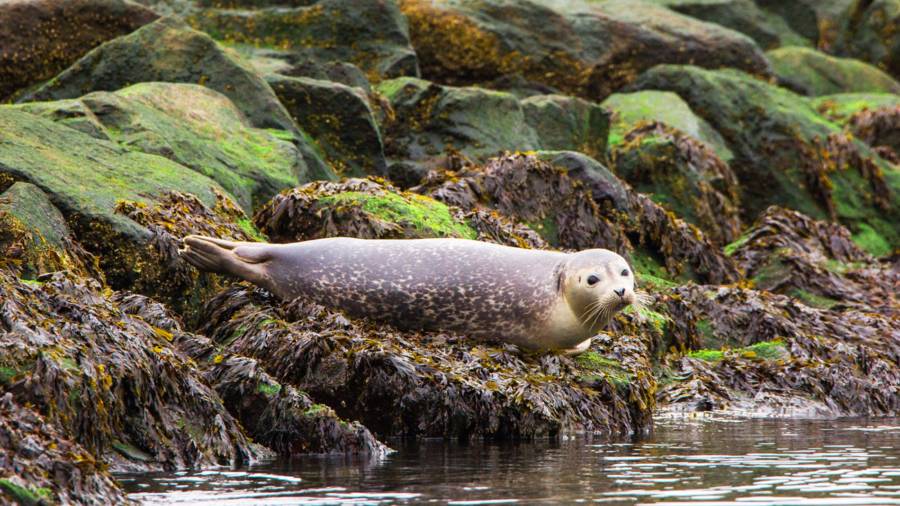 A juvenile harbor seal resting on a jetty.