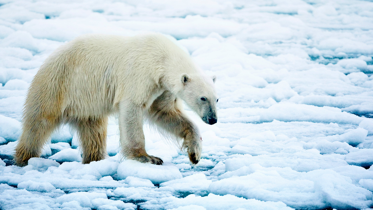 Polar bear in Svalbard, Norway.