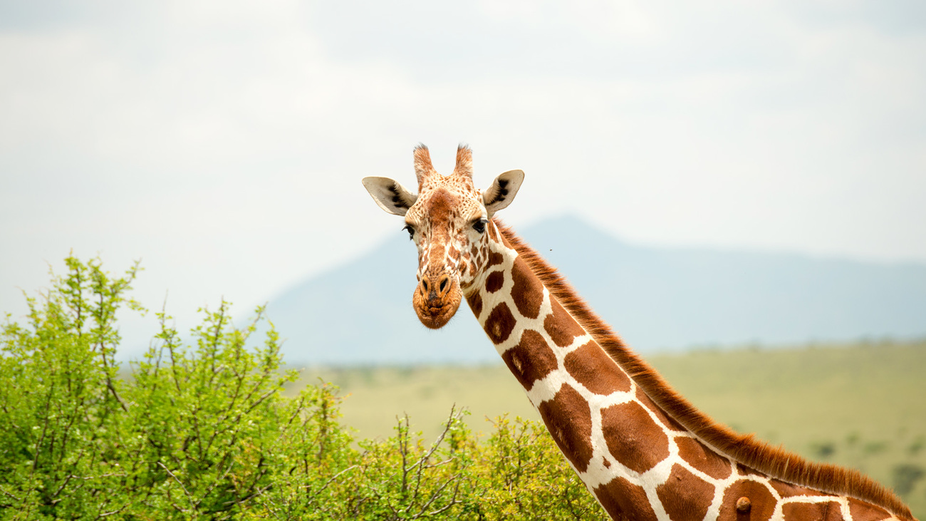 A close-up of a reticulated giraffe.