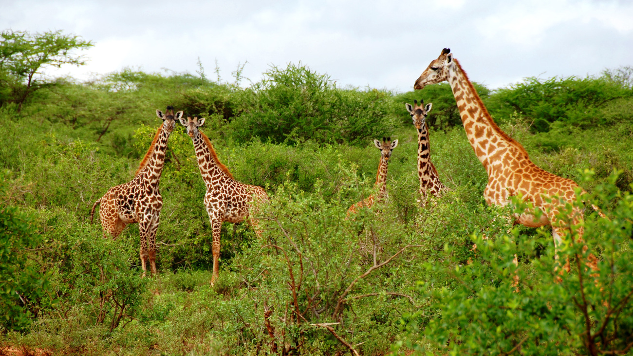 A group of Maasai giraffes stand tall in the bush of Tsavo West National Park, Kenya.