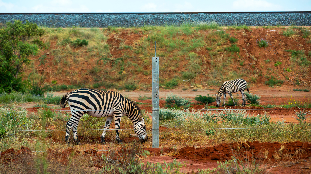 Zebras stuck between a fence and the Standard Gauge Railway (SGR) that divides Tsavo National Park in Kenya.