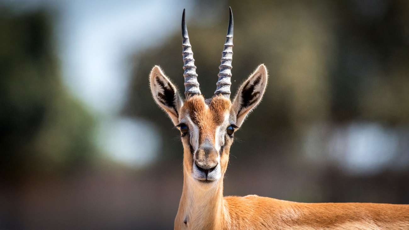 A Thomson’s gazelle.