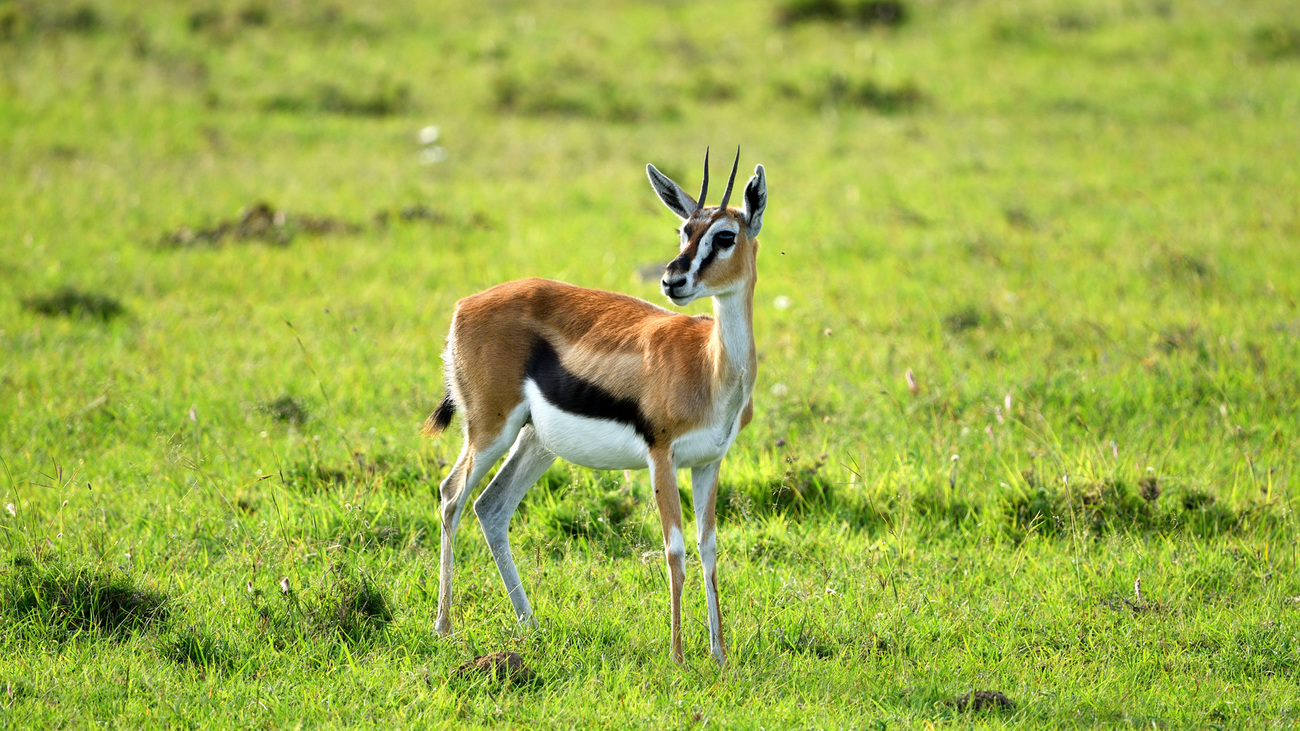 A Thomson’s gazelle in the grass.