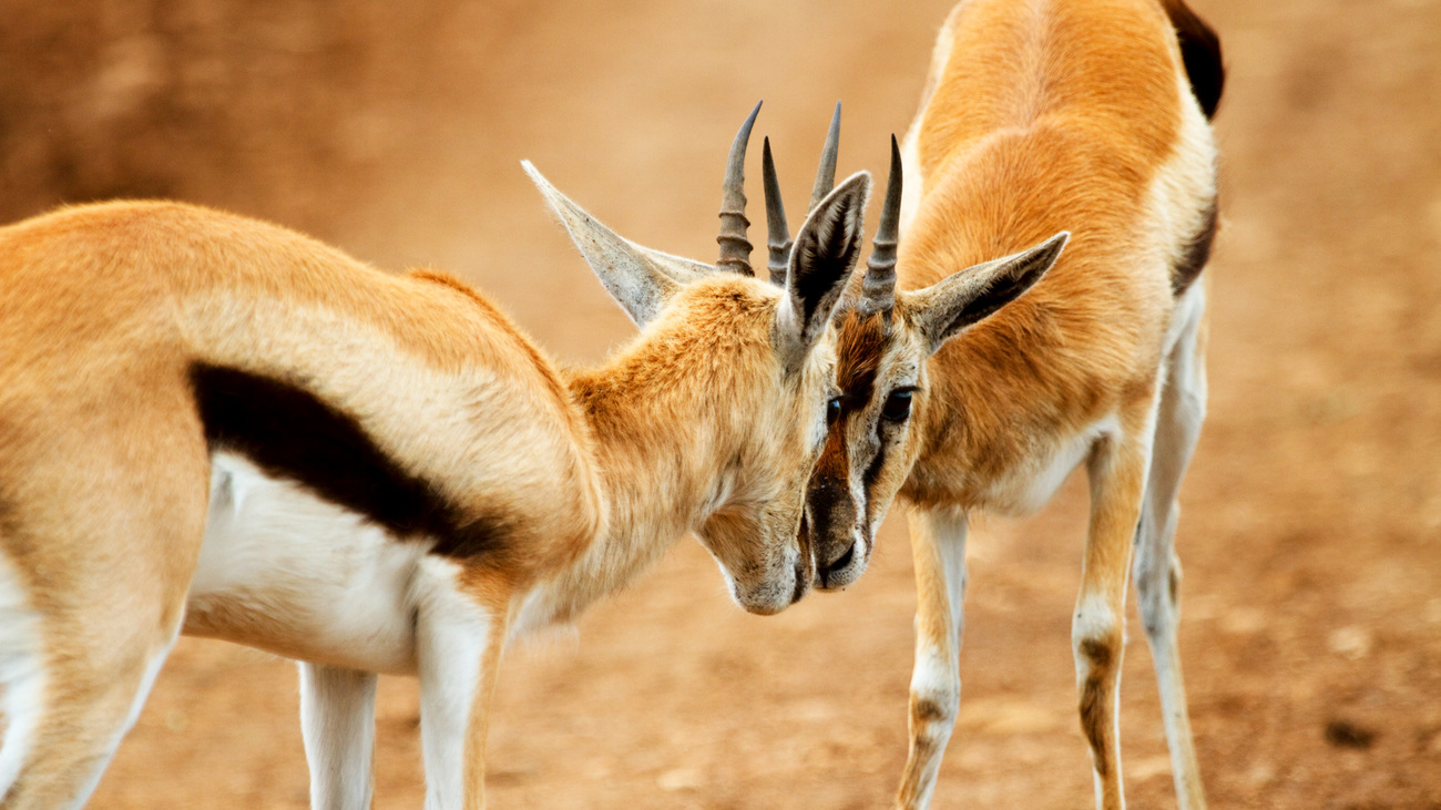 Two male Thomson's gazelles fighting in Ngorongoro conservation area, Tanzania.