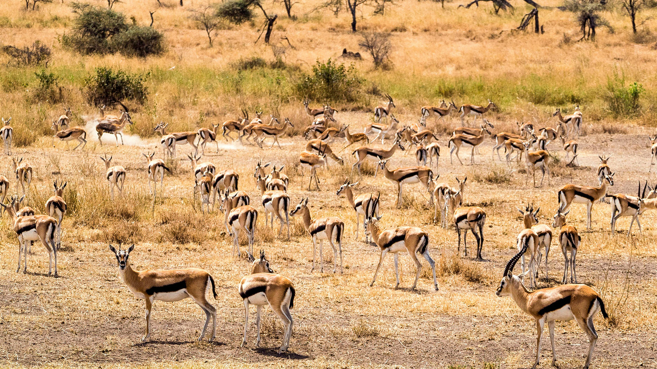 A herd of Thomson’s gazelles in the Maasai Mara, Kenya.