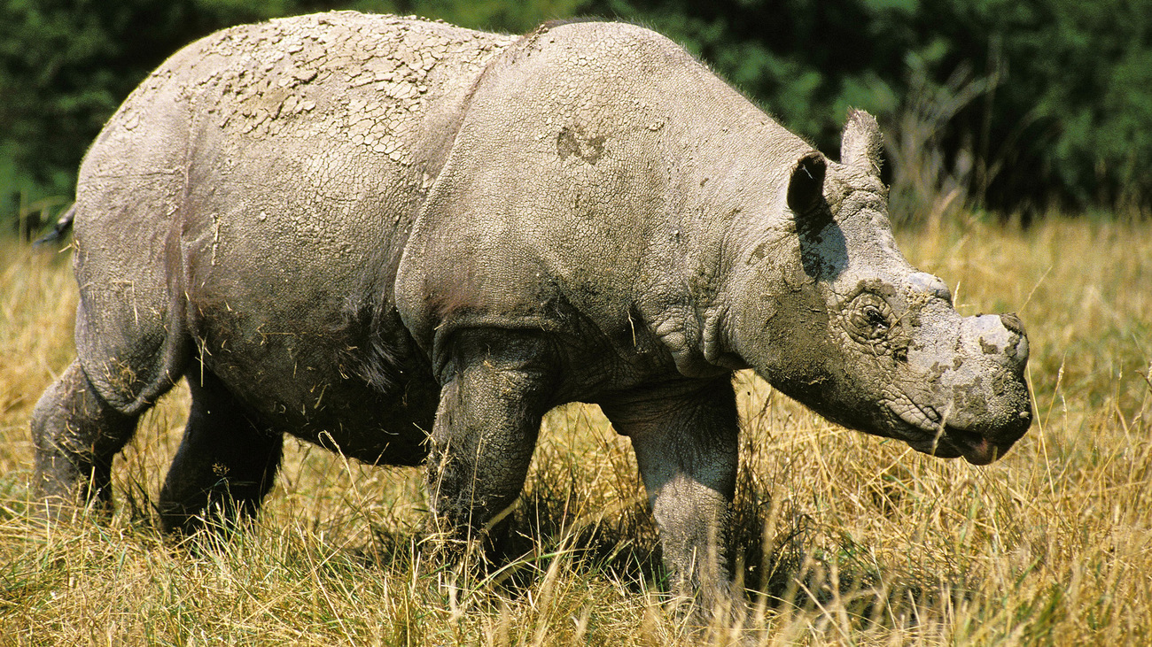 A Sumatran rhino walking through the grass.