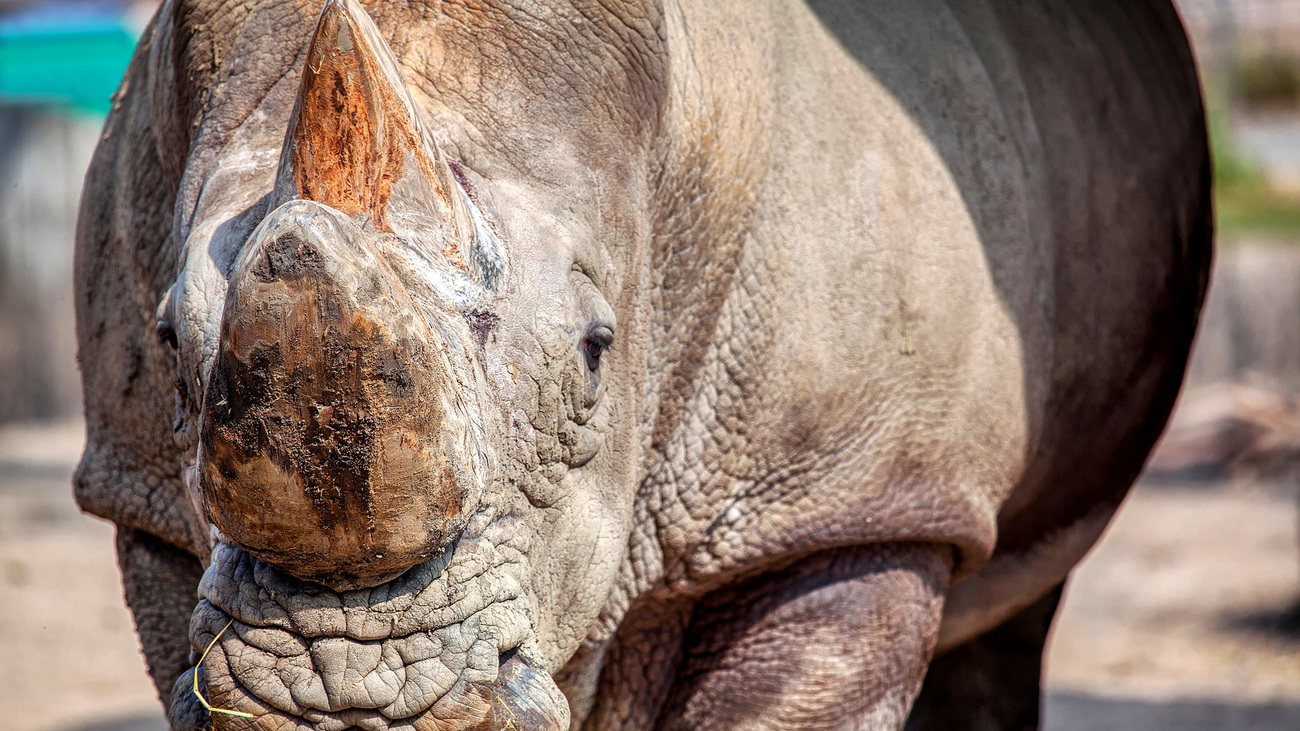 Close-up of a Sumatran rhino.