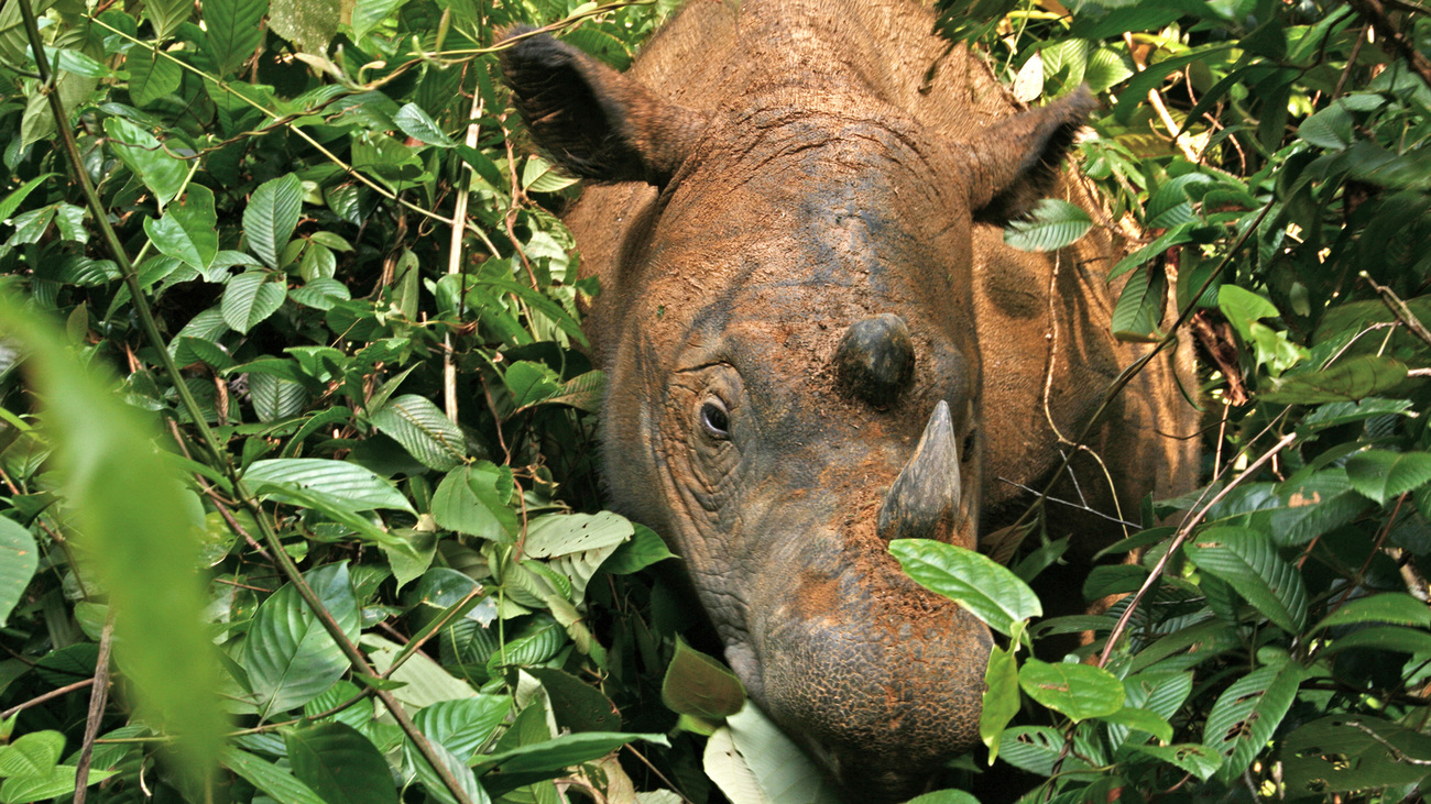 A Sumatran rhino in the bush, Way Kambas National Park, Indonesia.