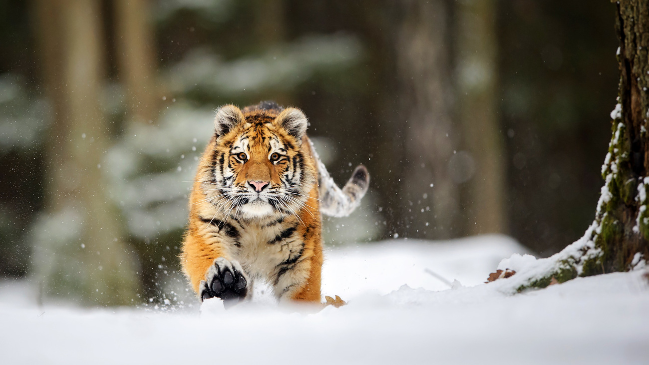 Running Siberian (Amur) tiger in the snow.