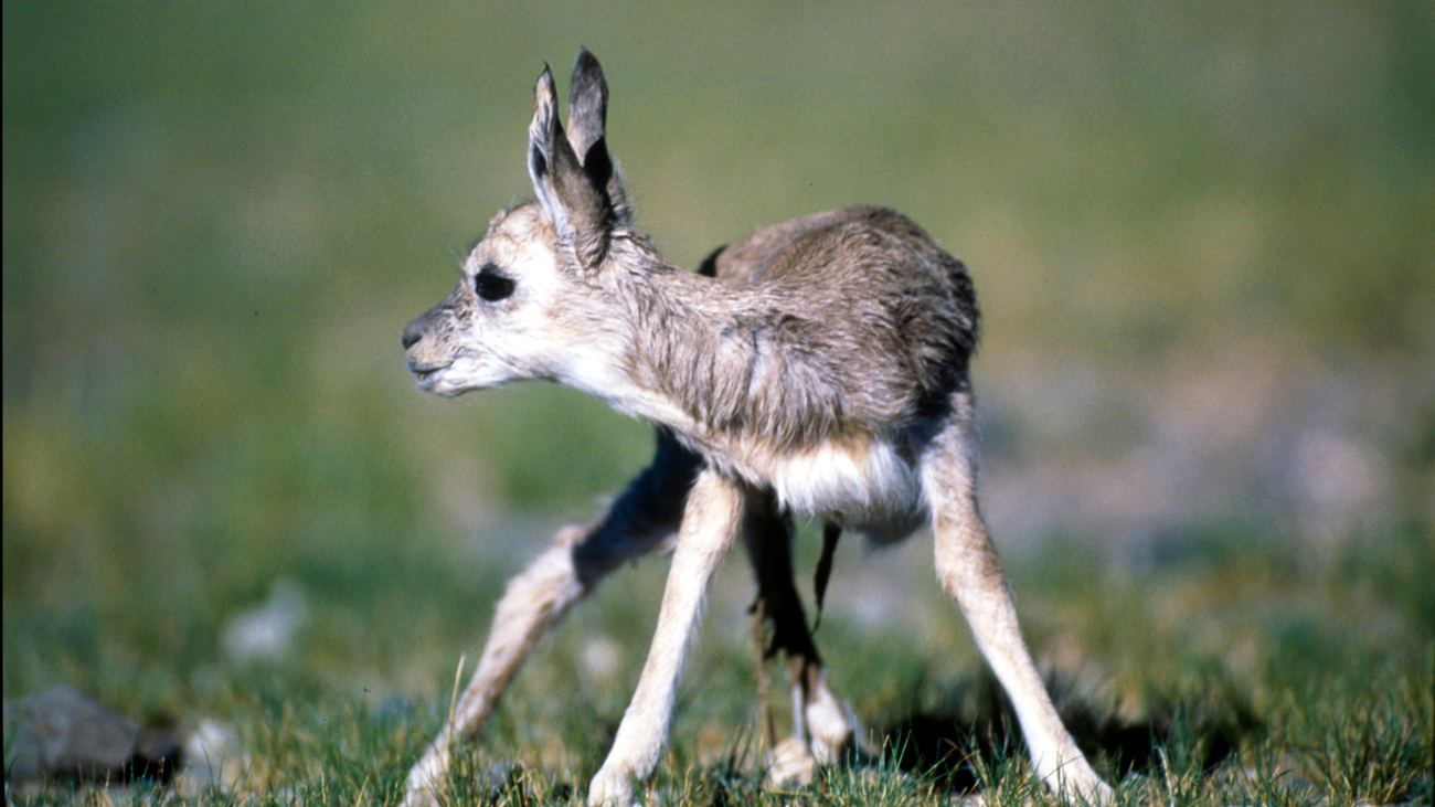 A newborn Tibetan antelope tries to stand for the first time.