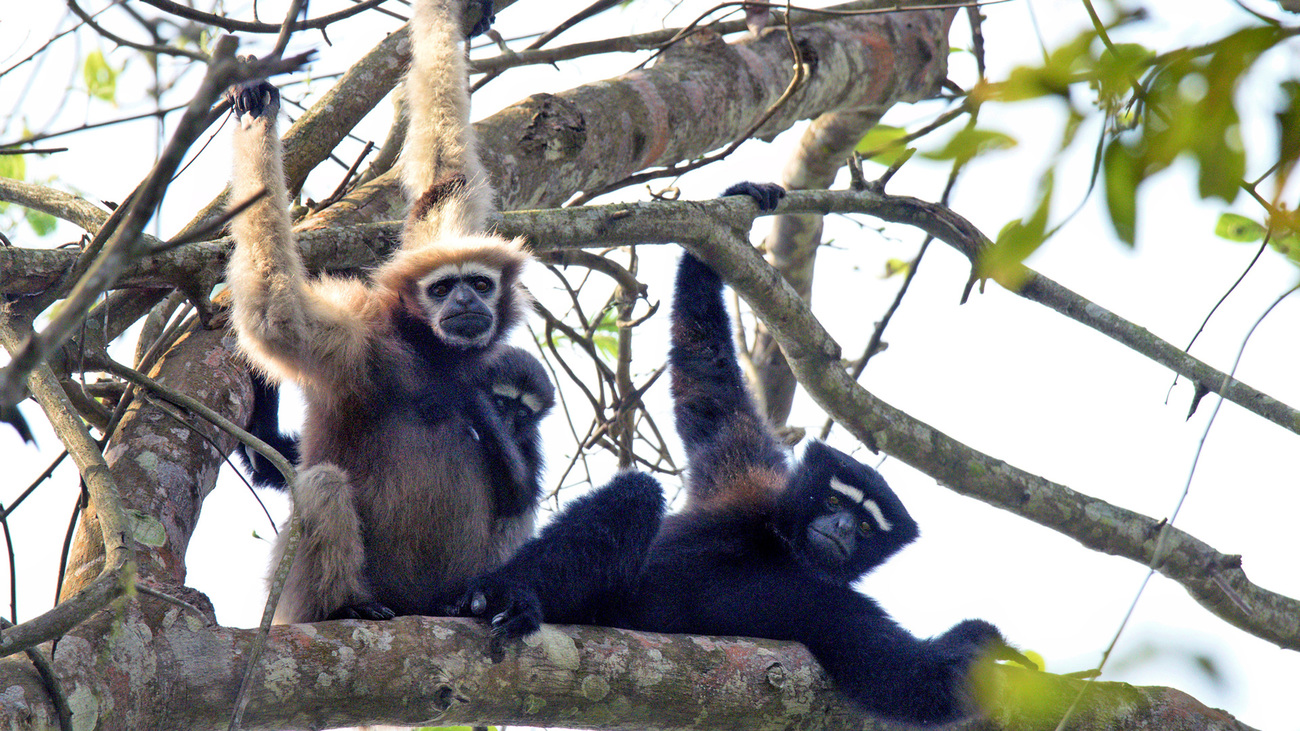 A family of Eastern hoolock gibbons perched in a tree.