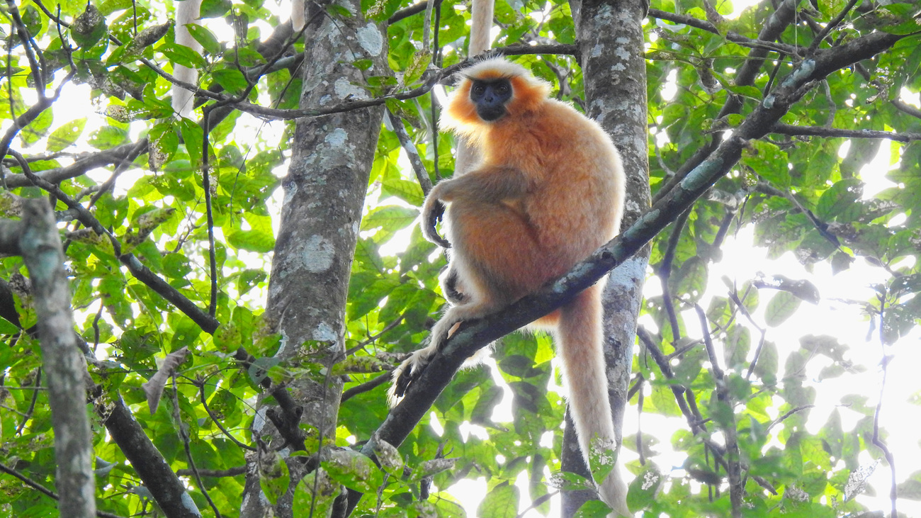 An endangered golden langur sits on a tree branch in Raimona National Park, a key habitat for some of the world's most endangered wildlife in India's greater Manas landscape.