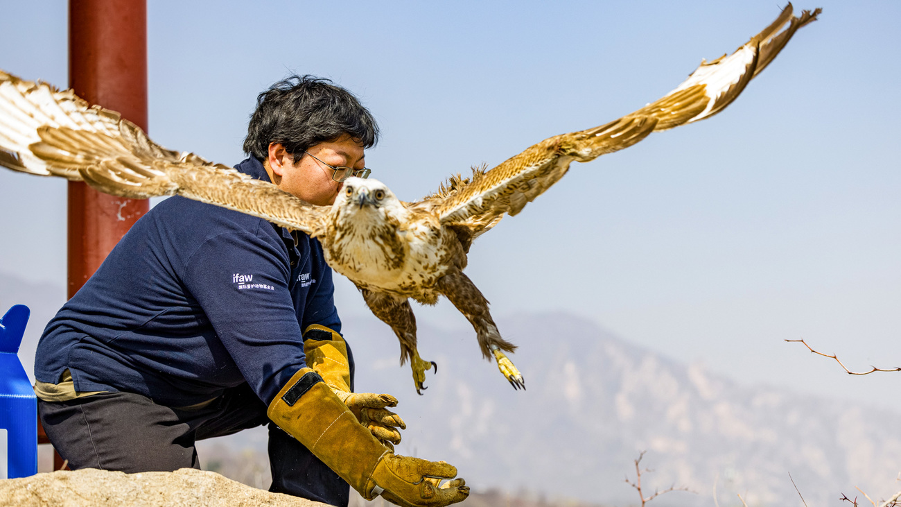 IFAW BRRC rehabilitator Lei Zhou releases an upland buzzard back to the wild.