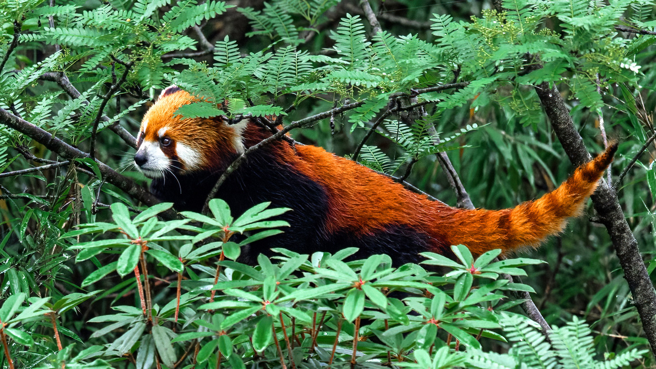 A red panda in China's mountain area in Sichuan Province.