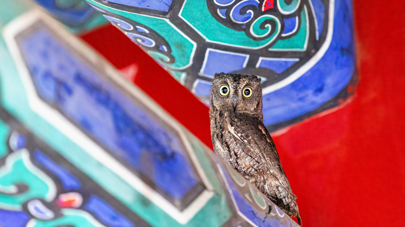 An Oriental scops owl perches on a nearby temple right after being released back to the wild from IFAW BRRC.