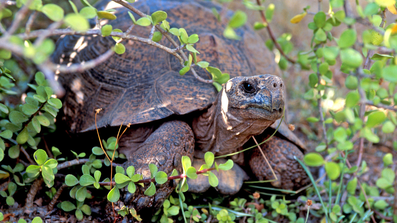 A close-up of a tortoise hidden among the brush in the Addo National Park in South Africa.