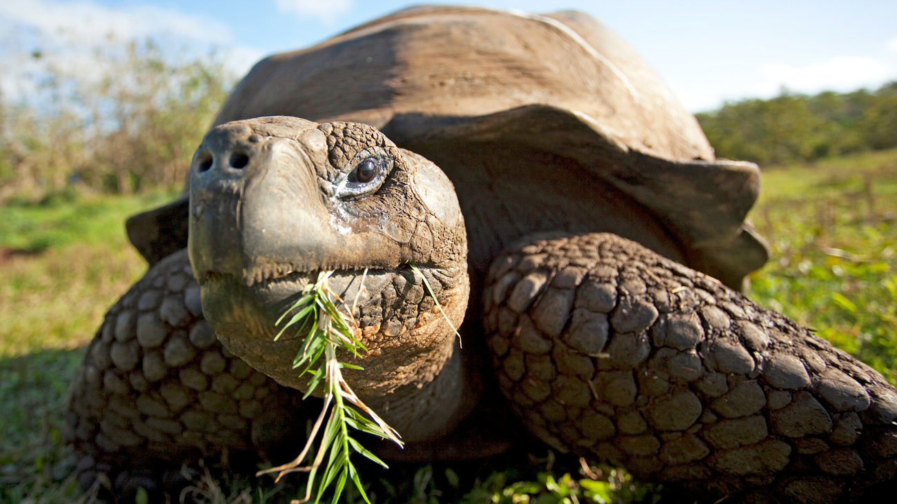 A Galápagos giant tortoise eating vegetation.