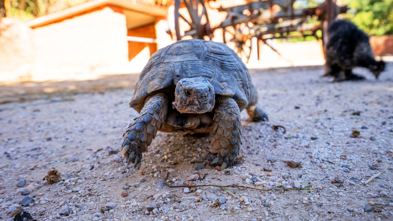 A tortoise walks around at the care facility at Attica Zoological Park after being rescued from the wildfires in Greece in August 2023.