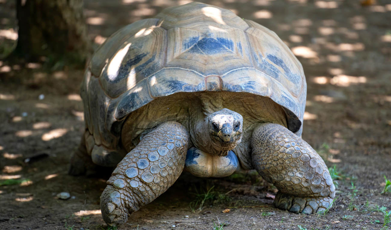 An African spurred tortoise.