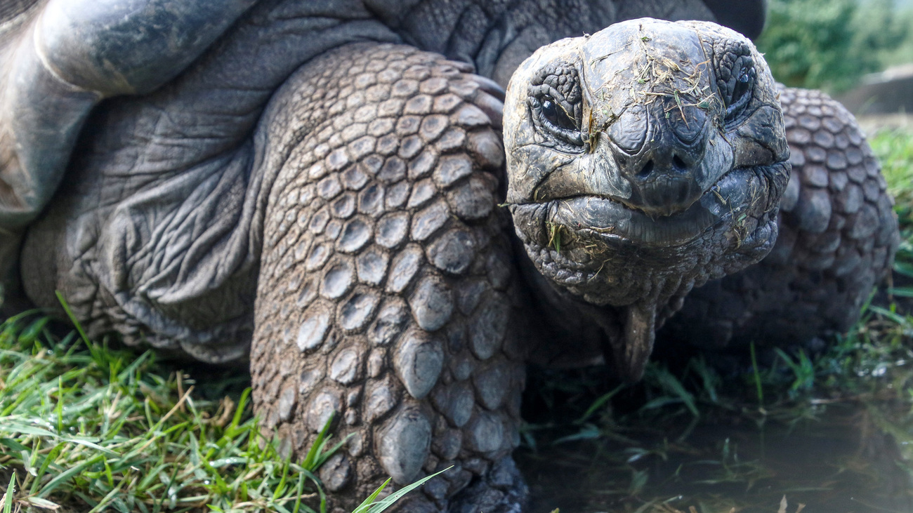 Close-up van een Galapagosreuzenschildpad.