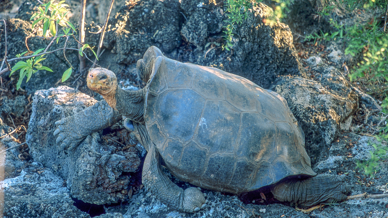 Solitary George the Galápagos giant tortoise moves among the rocks.