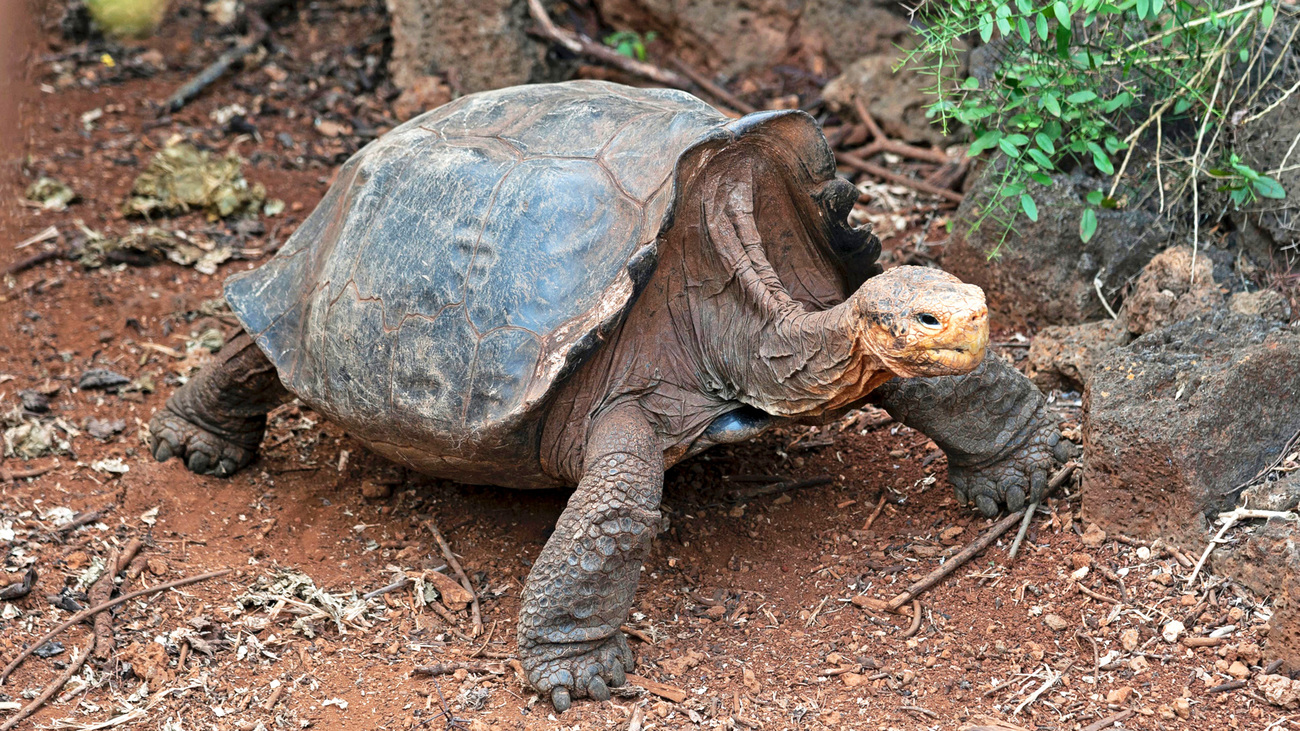 Eine Riesenschildkröte an Land steht auf einer braunen Fläche.