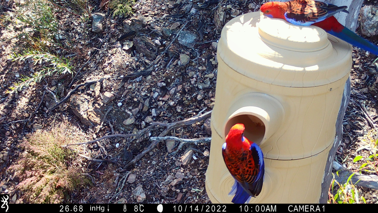 Rosellas caught on camera at a nest box at Two Thumbs Wildlife Trust.