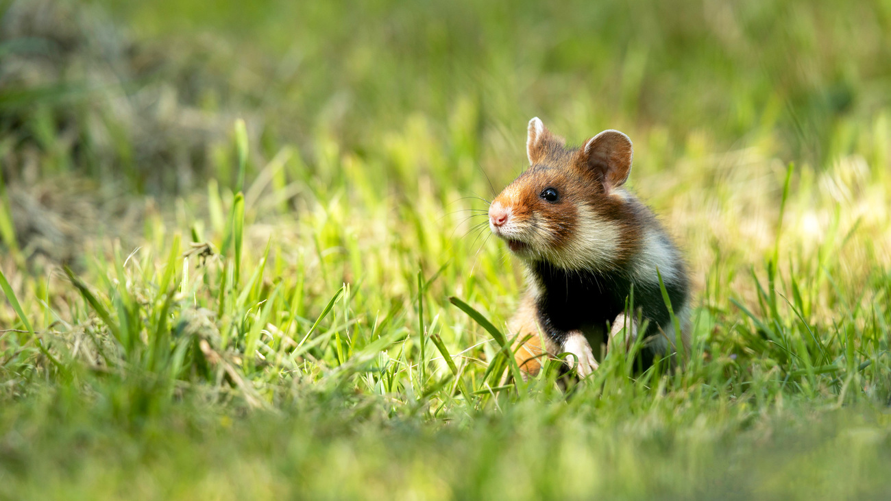 Critically endangered wild European hamster in the grass.