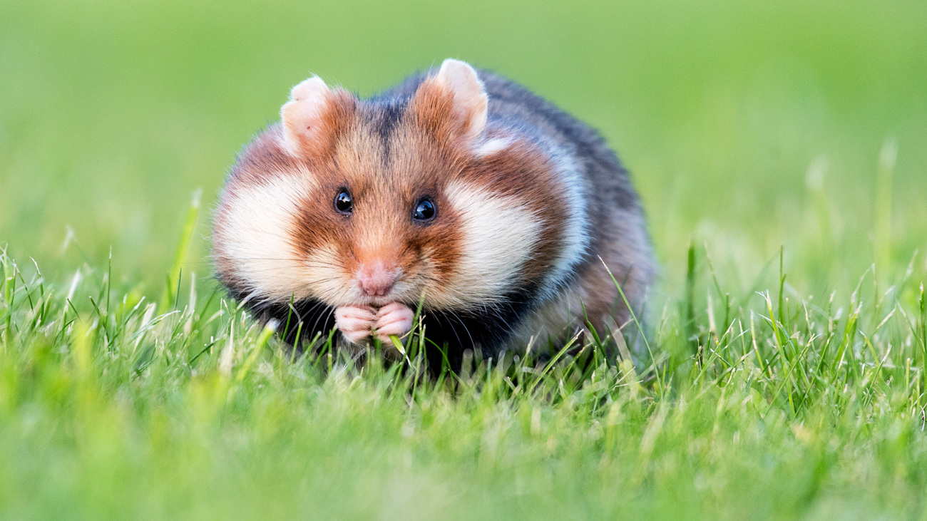 Critically endangered wild European hamster in the grass.