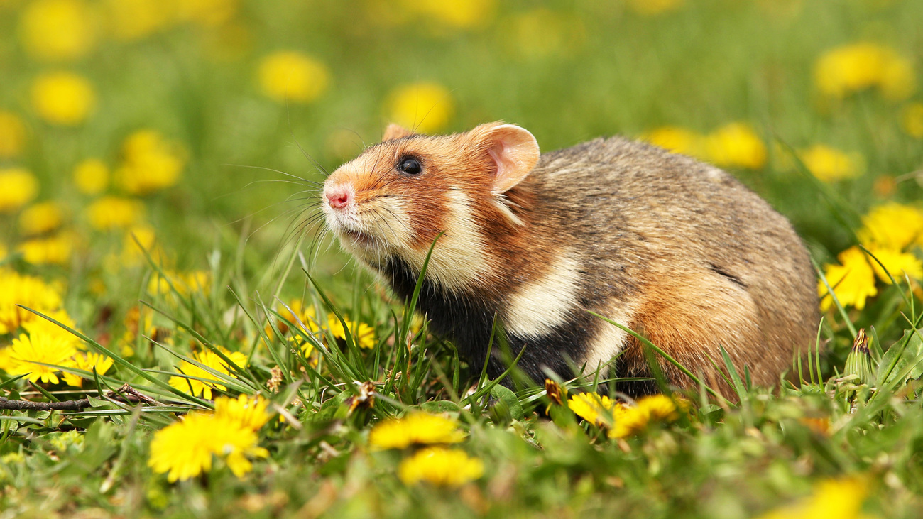 A critically endangered wild European hamster in a field of dandelions.