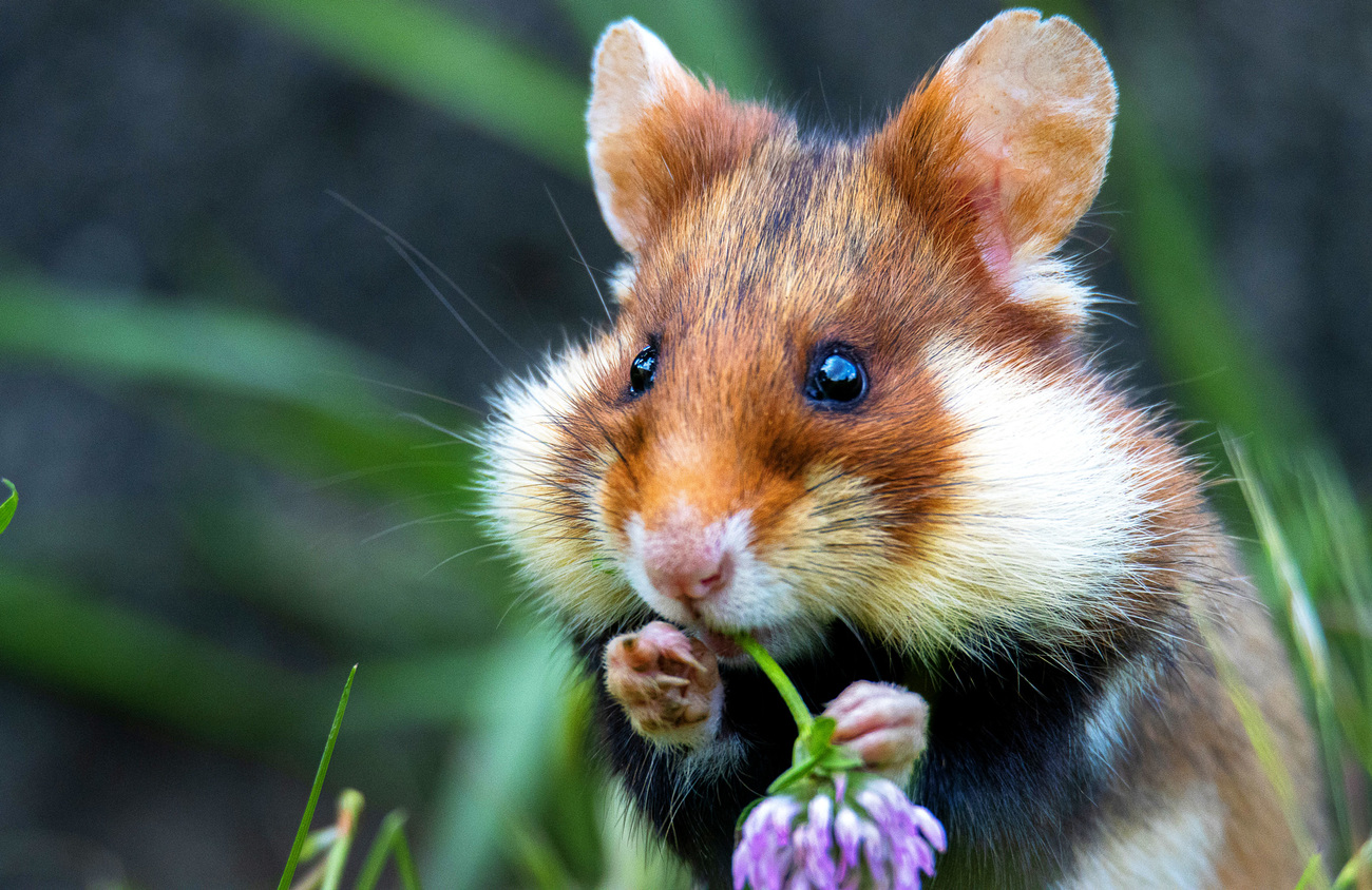 A critically endangered wild European hamster munches on a flower.