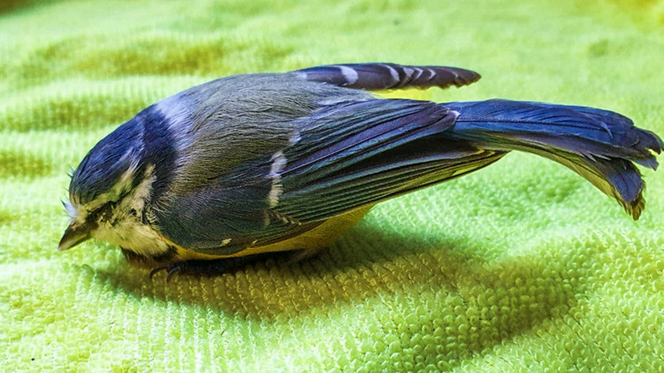 A Eurasian blue tit is cared for and rehabilitated by SOS Faune Sauvage, a wildlife rehabilitation center in the Limousin region, after the severe storms that hit France in late October and early November 2023.